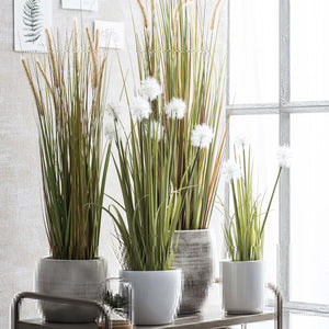 Dogtail Plume Grass In Pot (92 cm)