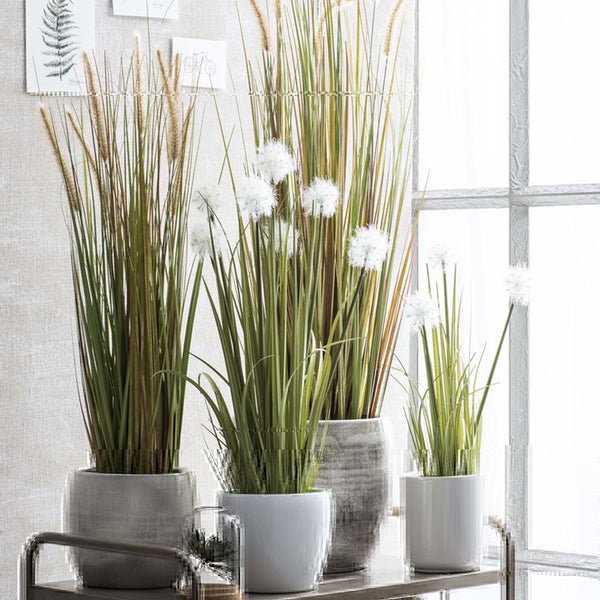 Dogtail Plume Grass In Pot (92 cm)