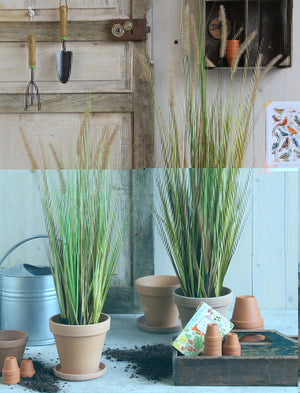 Dogtail Plume Grass In Pot (92 cm)