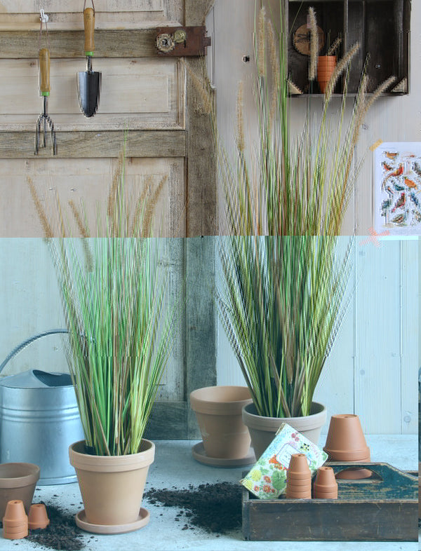 Dogtail Plume Grass In Pot (92 cm)