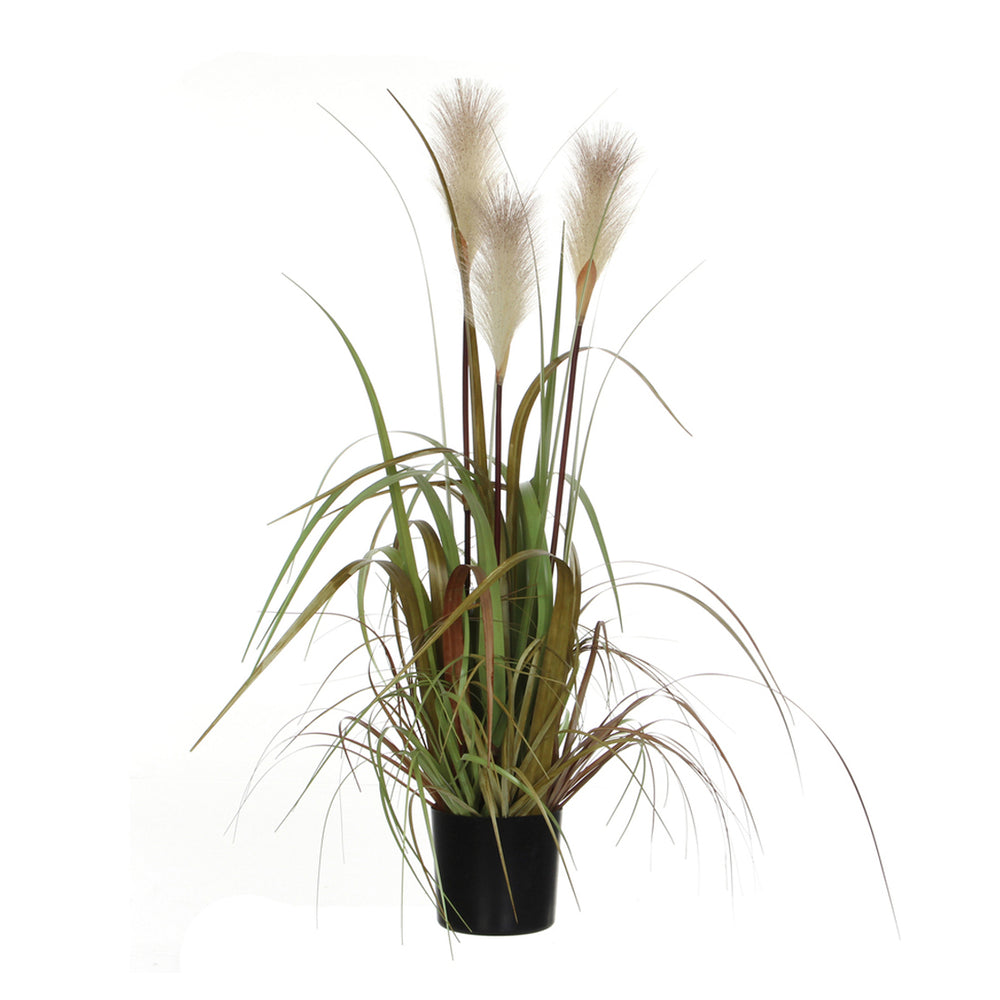 White Foxtail Plume Grass In Pot (81 cm)