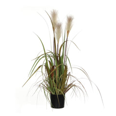 White Foxtail Plume Grass In Pot (81 cm)