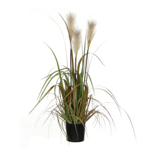 White Foxtail Plume Grass In Pot (81 cm)