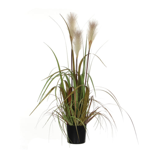 White Foxtail Plume Grass In Pot (81 cm)