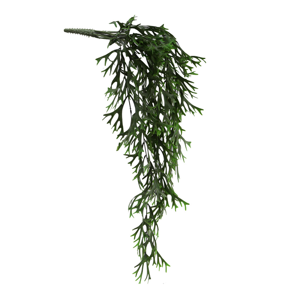 Green Hanging Citronella (84 cm)