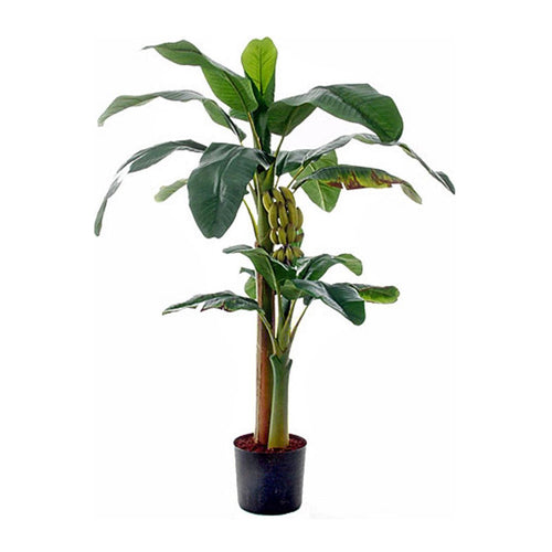 Green Banana Tree In Pot (150 cm)