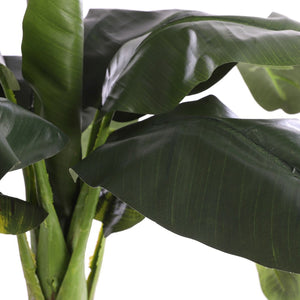 Green Banana Tree In Pot (150 cm)