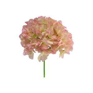 Hortensia 8 Colours