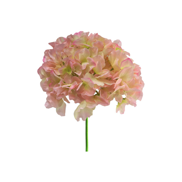 Hortensia 8 Colours