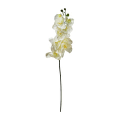 Grand Orchid