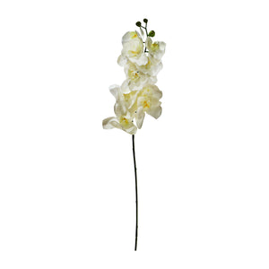 Grand Orchid