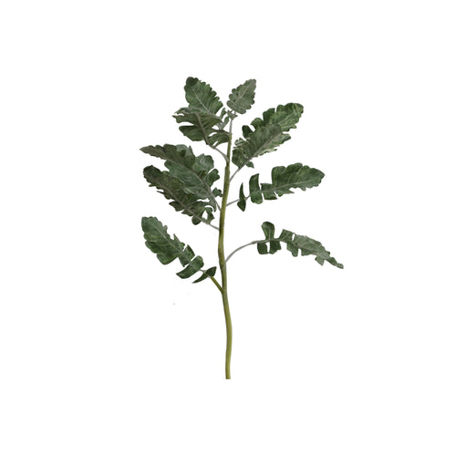 Cineraria Plant