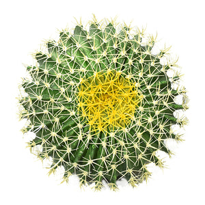 Extra Large Ball Cactus