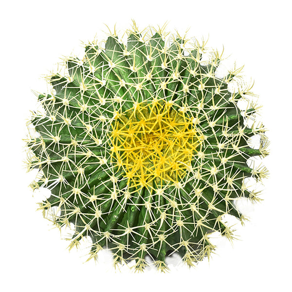 Extra Large Ball Cactus