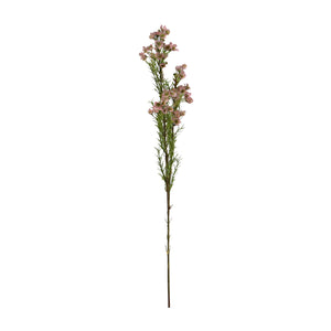 Waxflowers Chamelaucium 3 Colours