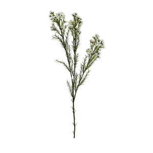 Waxflowers Chamelaucium 3 Colours