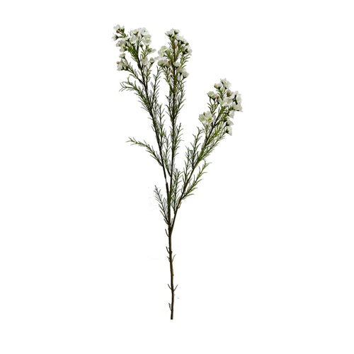 Waxflowers Chamelaucium 3 Colours