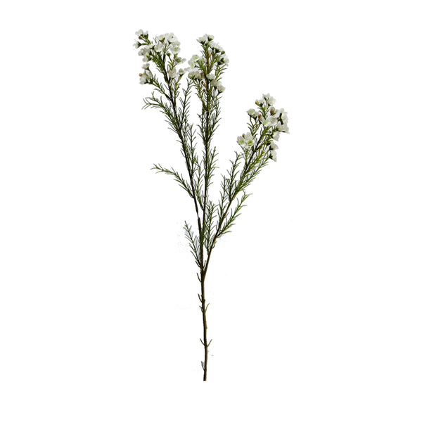 Waxflowers Chamelaucium 3 Colours