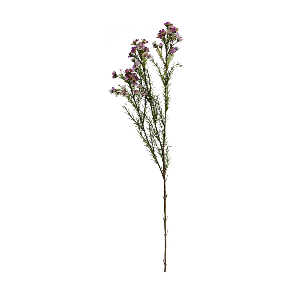Waxflowers Chamelaucium 3 Colours