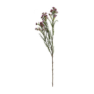 Waxflowers Chamelaucium 3 Colours