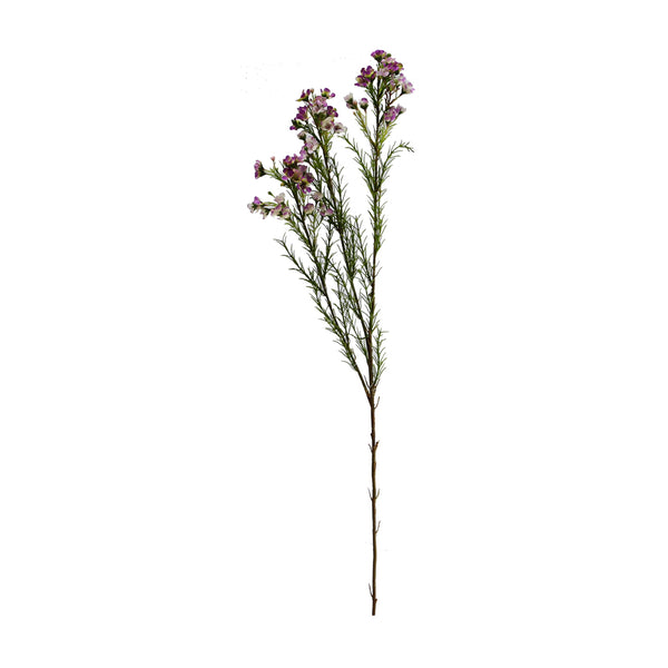 Waxflowers Chamelaucium 3 Colours