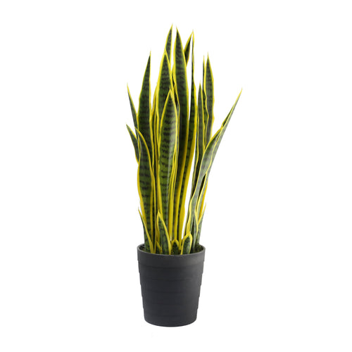 Grass Plant