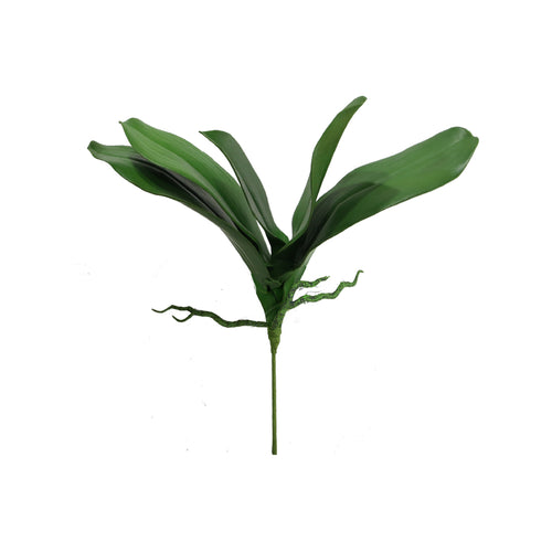 Orchid Leaf