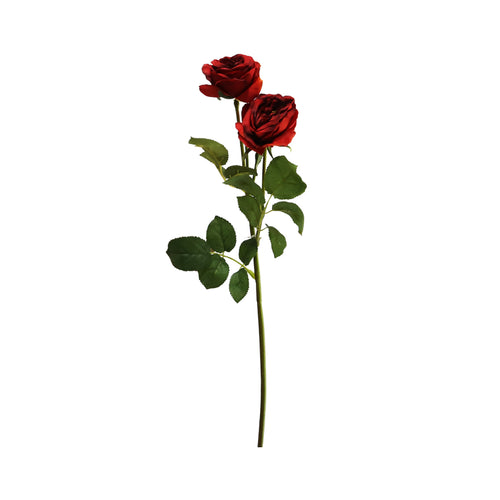 Garden Rose