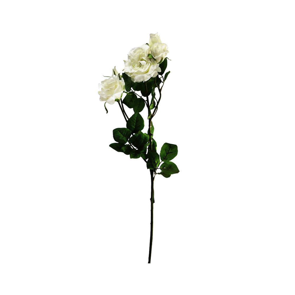 English Rose