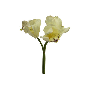 Small Cymbidium 3 Colours - Each At