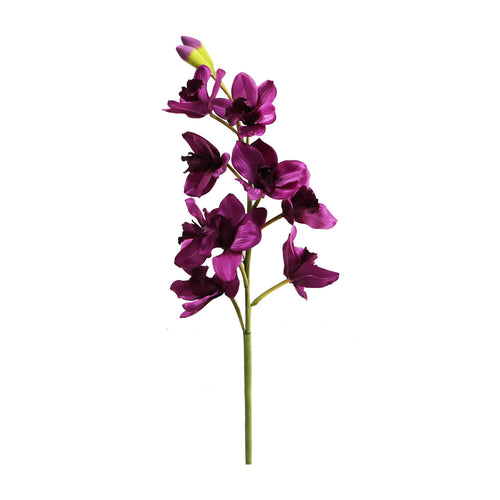 Grand Cymbidium