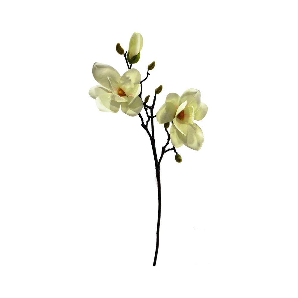 Magnolia 2 Flowers 2 Colours