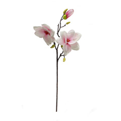Magnolia 2 Flowers 2 Colours