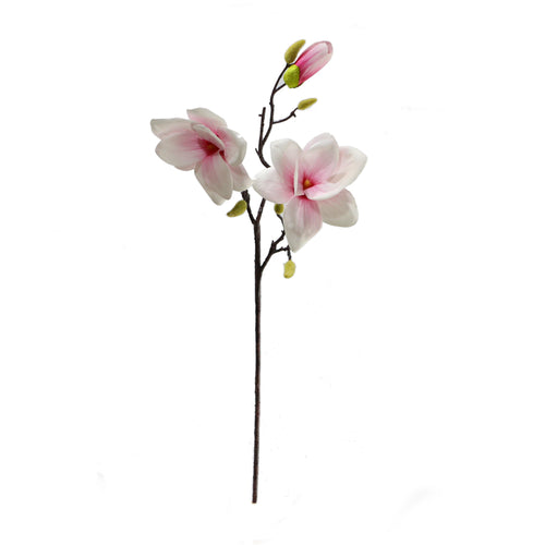 Magnolia 2 Flowers 2 Colours