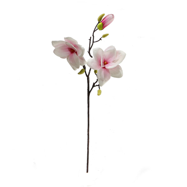 Magnolia 2 Flowers 2 Colours