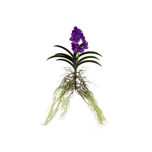 Vanda Plant 3 Colours - Each At