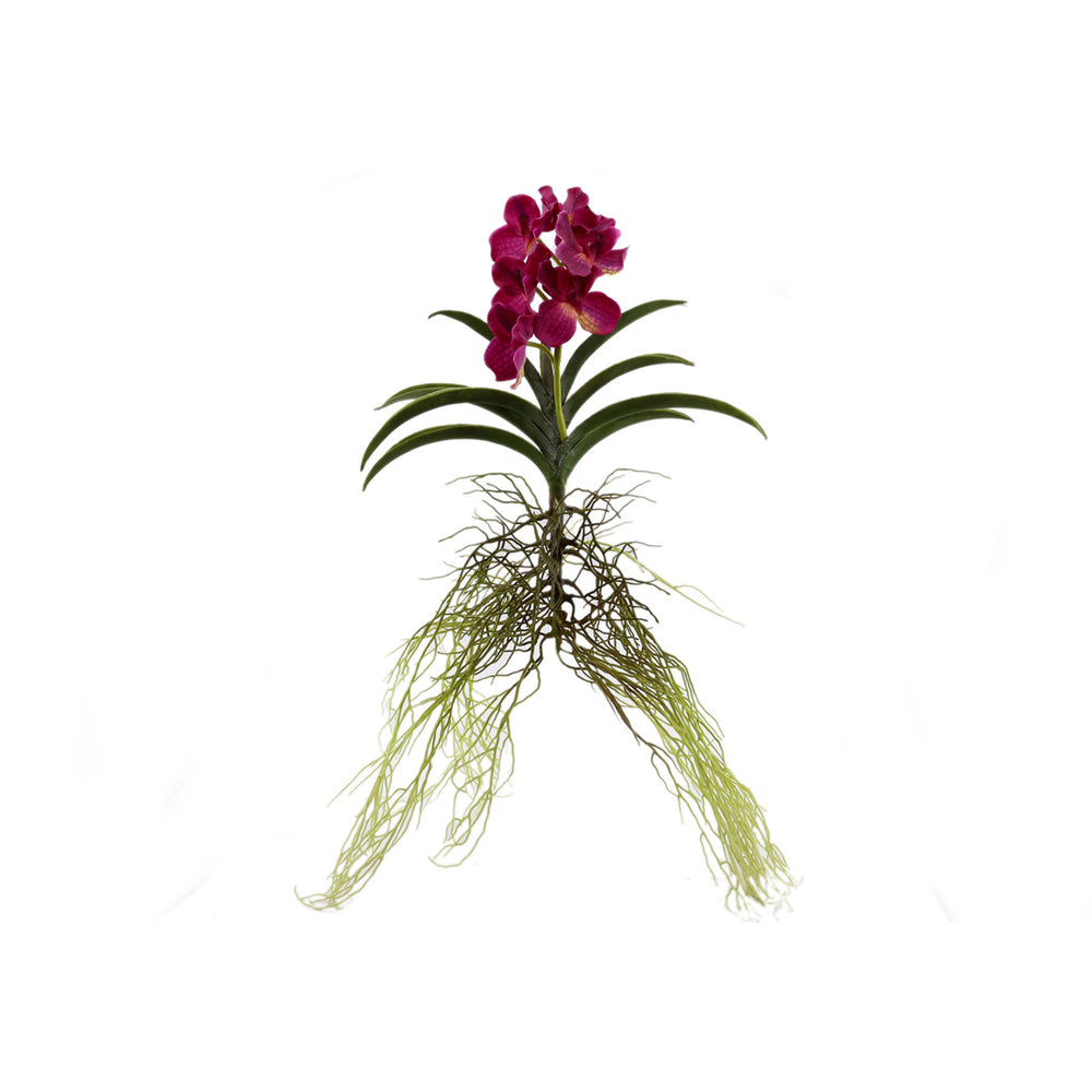 Vanda Plant 3 Colours - Each At