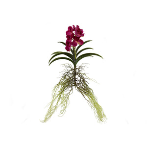 Vanda Plant 3 Colours - Each At