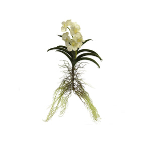 Vanda Plant 3 Colours - Each At