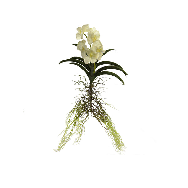 Vanda Plant 3 Colours - Each At
