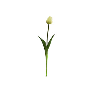 Single Tulip Available In 5 Colours