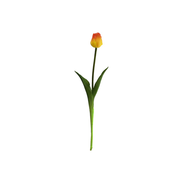 Single Tulip Available In 5 Colours