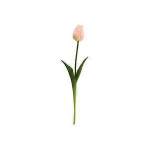 Single Tulip Available In 5 Colours