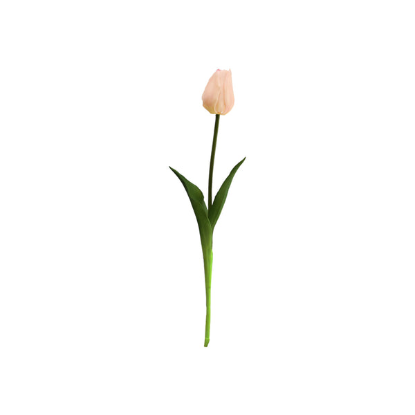 Single Tulip Available In 5 Colours