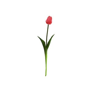 Single Tulip Available In 5 Colours