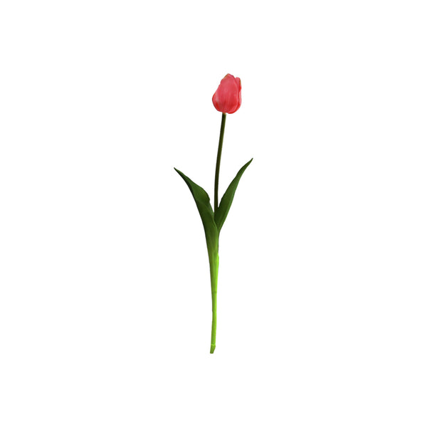 Single Tulip Available In 5 Colours