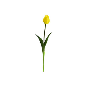 Single Tulip Available In 5 Colours