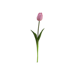 Single Tulip Available In 5 Colours