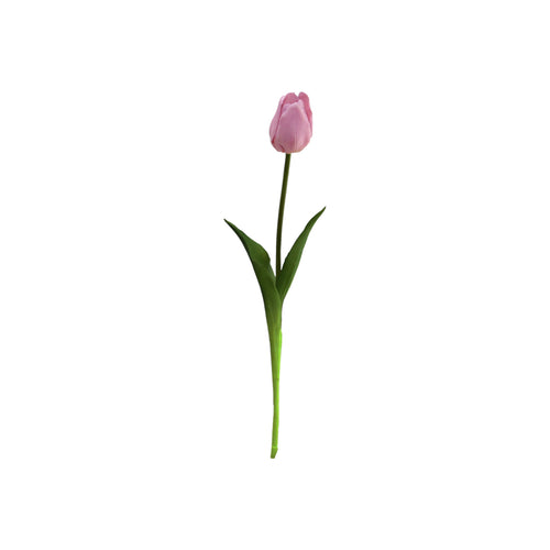 Single Tulip Available In 5 Colours
