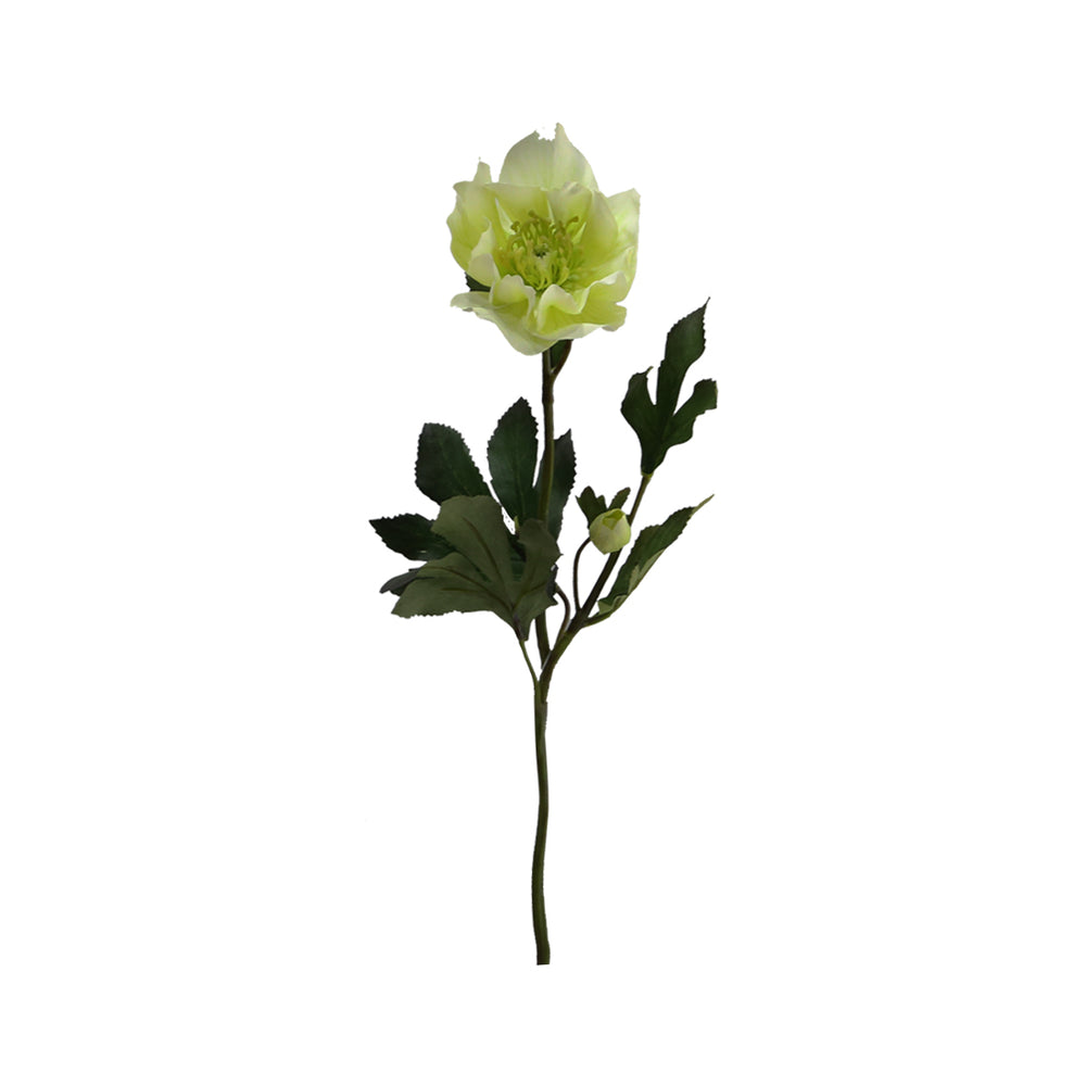 Helleborus Spray x1